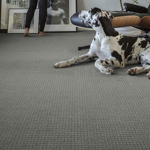 Pet on Carpet | Lake Forest Flooring