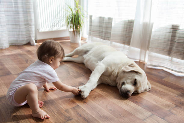 Kid playing with dog | Lake Forest Flooring